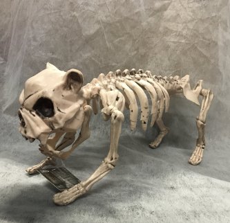 Deko Figur Skeletthund, 42 cm