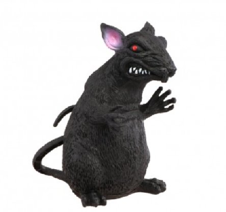Schwarze Ratte