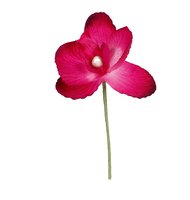 Orchideen, 6 Stck pink