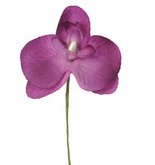 Orchideen, 6 Stck lila